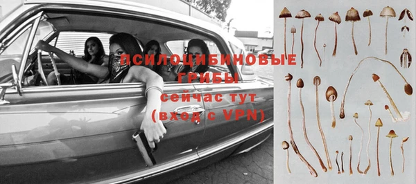 сатива Россошь